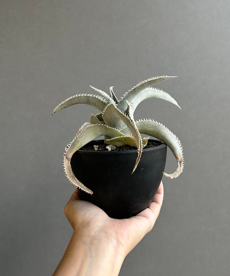 ブロメリア・エアープランツ Dyckia marnier-lapostollei var. Bahia ブロメリア・エアープランツ Dyckia marnier-lapostollei var. Bahia