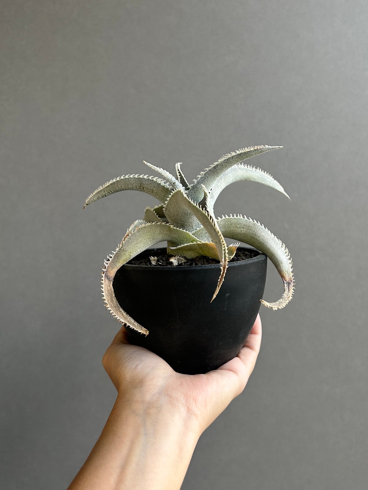 ディッキア マルニエル ラポストレイ 「Dyckia marnier-lapostollei