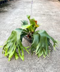 ビカクシダ キッチャクード 細葉 「Platycerium Mt. Kitshakood ビカクシダ キッチャクード 細葉 「Platycerium Mt. Kitshakood