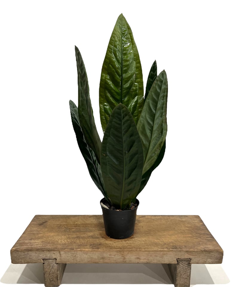 アンスリウム スパーバム 「Anthurium superbum」88K | SHOUCHIKUEN