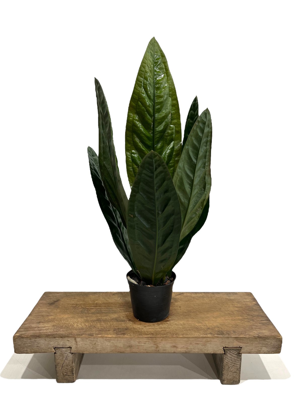 アンスリウム スパーバム 「Anthurium superbum」88K | SHOUCHIKUEN