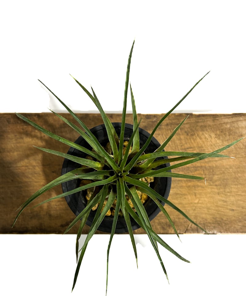 フリーセア フランメア 「Vriesea flammea」3/29-217 | SHOUCHI