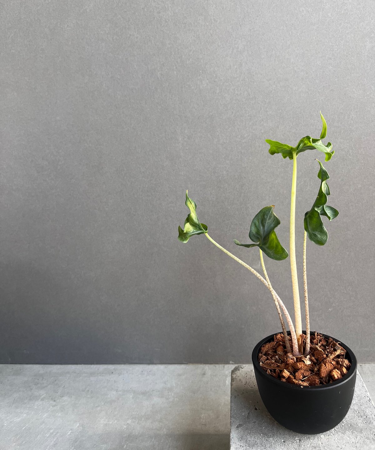フラミンゴ⑅◡̈ アロカシア フラミンゴ “変異種” 「Alocasia Flamingo “ Mutation