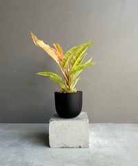 サンセベリア ニラパット(ドワーフ) 「Sansevieria Nilaphat (by Un