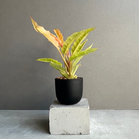 フィロデンドロン | STORES