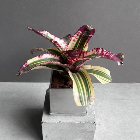 PROFESSOR A CRAZY KAIJU スティーブン03 ソフビ