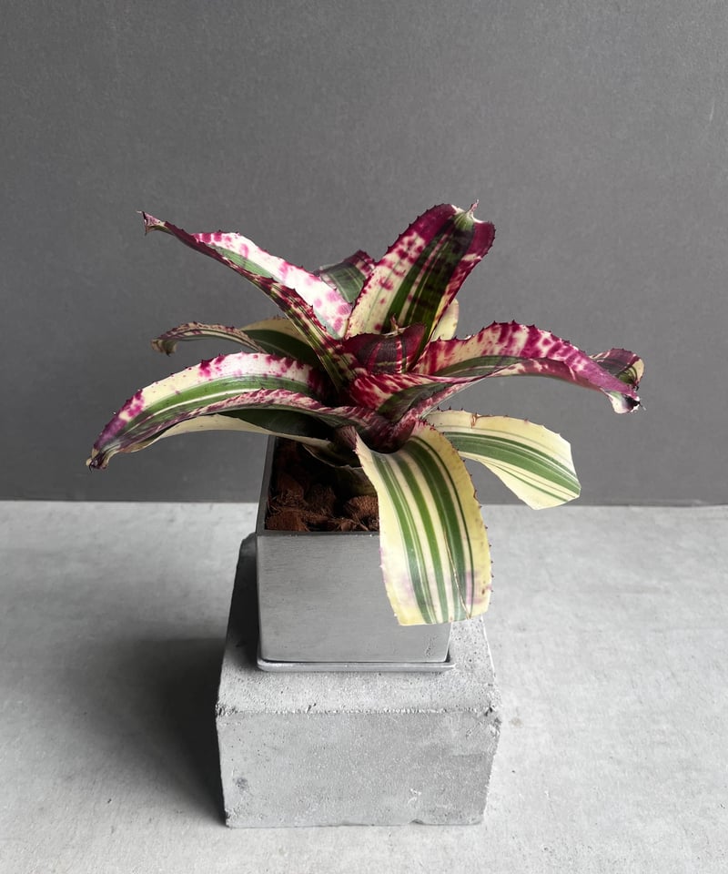 ネオレゲリア スーパーチャージド 「Neoregelia Supercharged