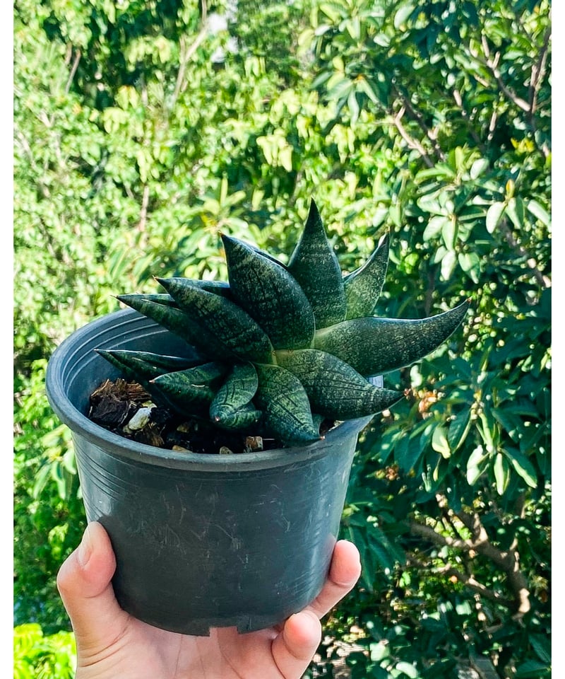 サンセベリア 黒ポット 120cm サンセベリア ブラック ライノ「Sansevieria Black Rhino」48G-1