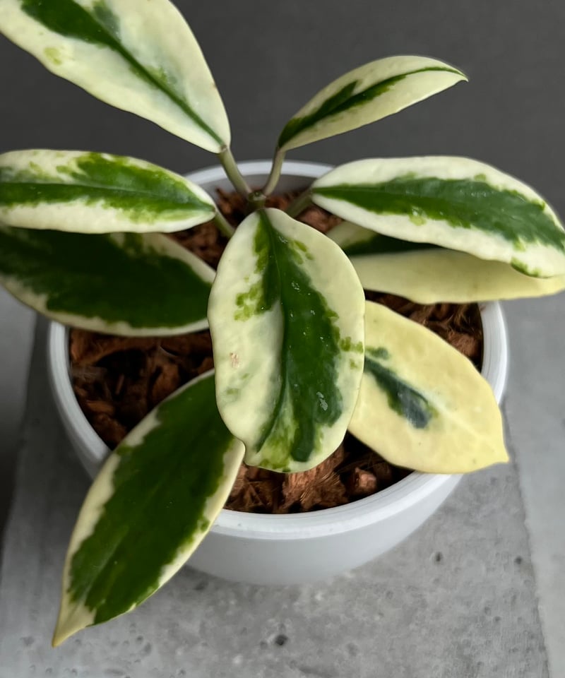 1025＊Hoya ＊ホヤ ＊diversifolia ＊グリーンオングリーン 1025＊Hoya