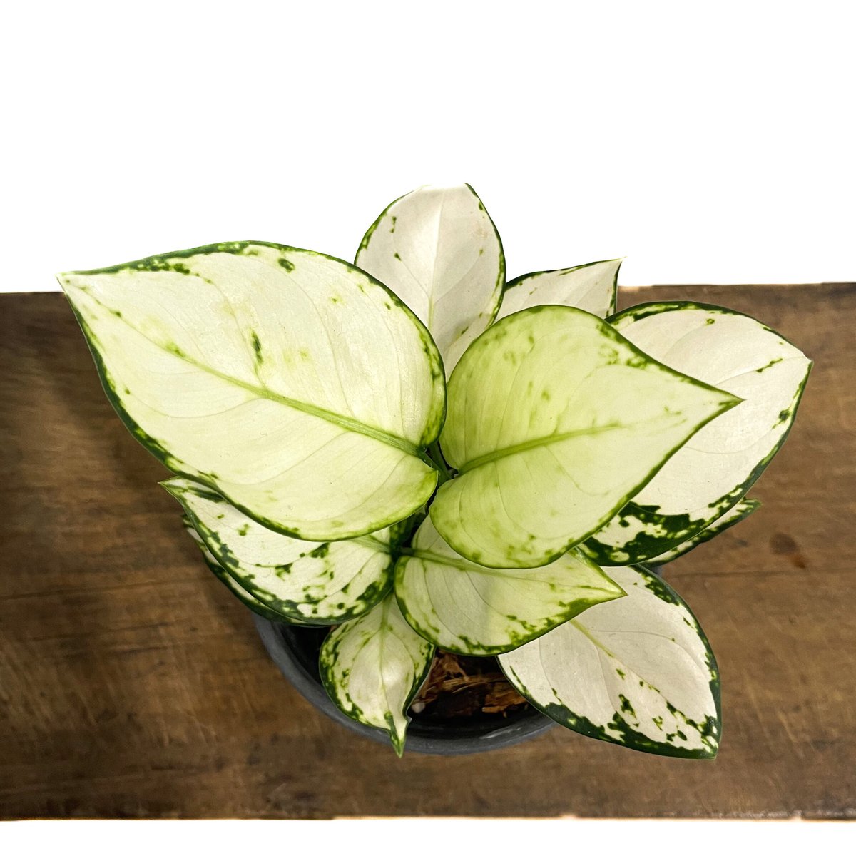 アグラオネマ アンヤマニー ホワイト「Aglaonema Unyamanee