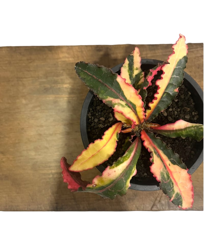 ユーフォルビア フランコイシー 斑入 「Euphorbia francoisii Varieg