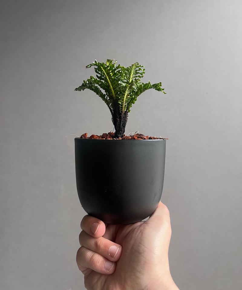 ブレクナム　ギッバムドワーフ ブレクナム ギッバム ドワーフ 「Blechnum gibbum Dwarf 」75B