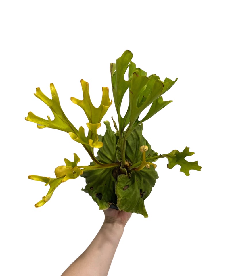 ビカクシダ リドレイ(by ヌクル) 「Platycerium ridleyi (by Nuk