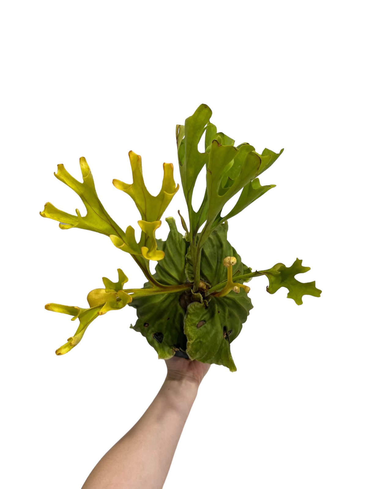 ビカクシダ リドレイ(by ヌクル) 「Platycerium ridleyi (by Nuk