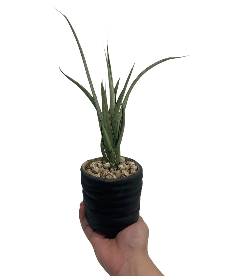 サンセベリア ヘルファイア + pmp 「Sansevieria Hellfire 」1S |
