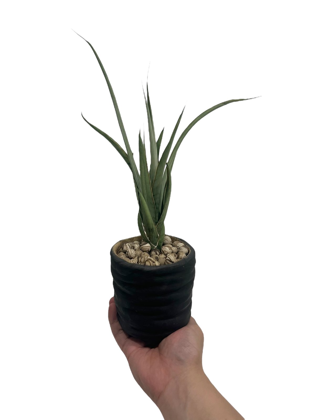 サンセベリア ヘルファイア + pmp 「Sansevieria Hellfire 」1S |