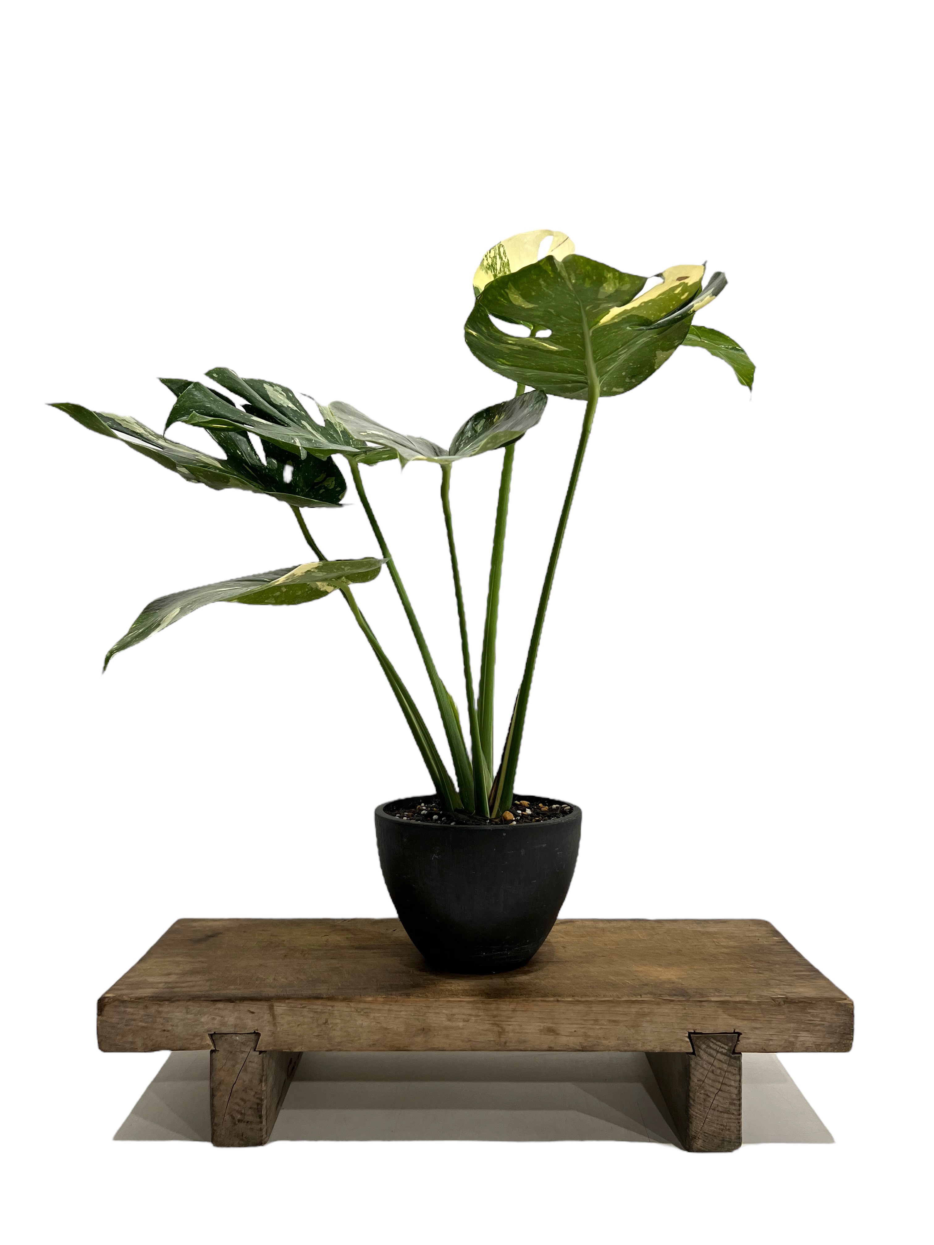 モンステラ タイ コンステレーション 「Monstera deliciosa Thai Con