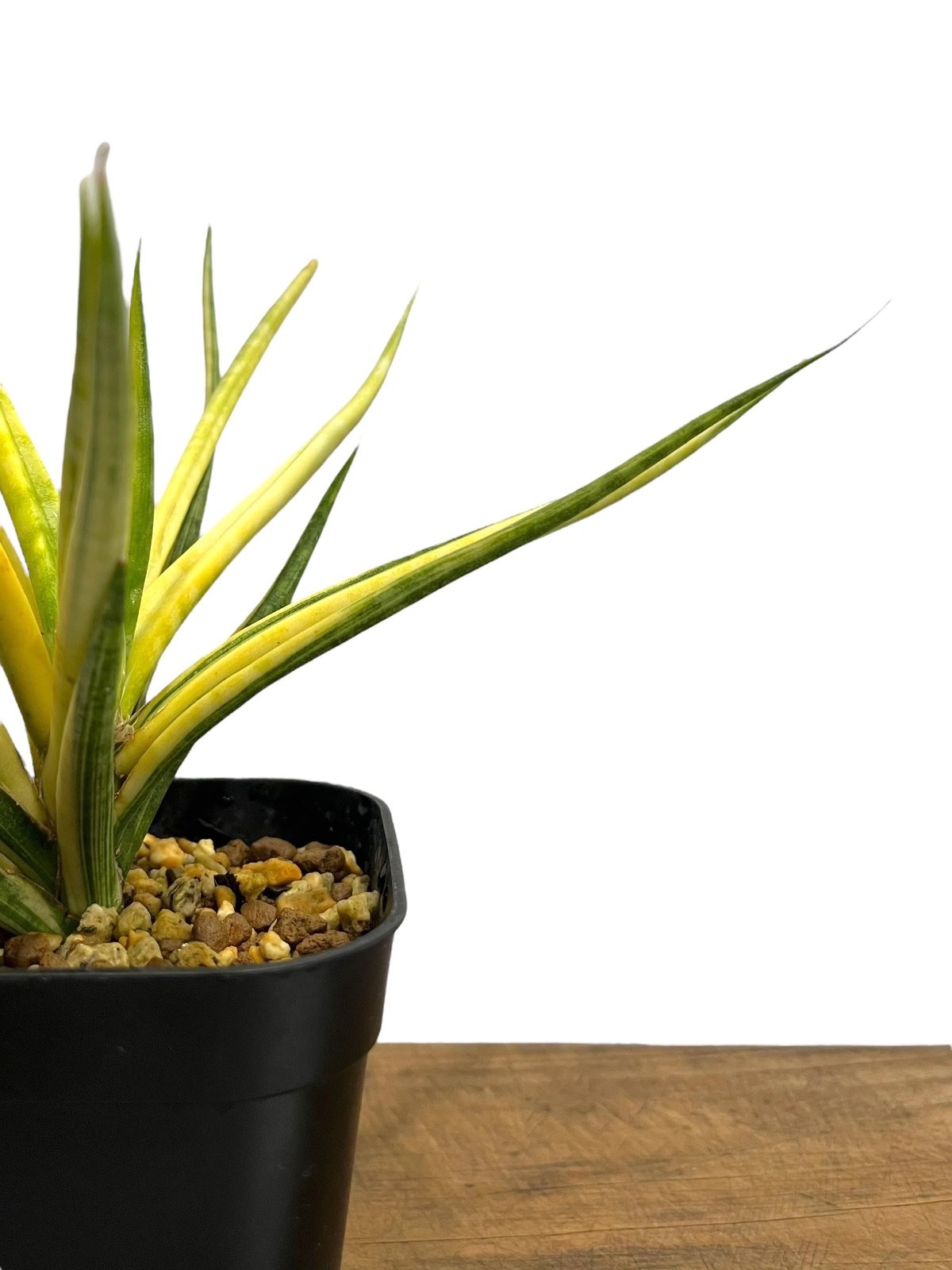 サンセベリア ブンルートーチ 斑入 「Sansevieria Bunlue Torch Var