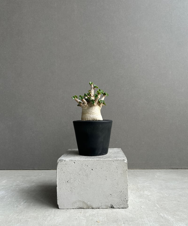 アデニウム メデューサ D.H.A (獅子葉) “選抜個体” 「Adenium Medusa