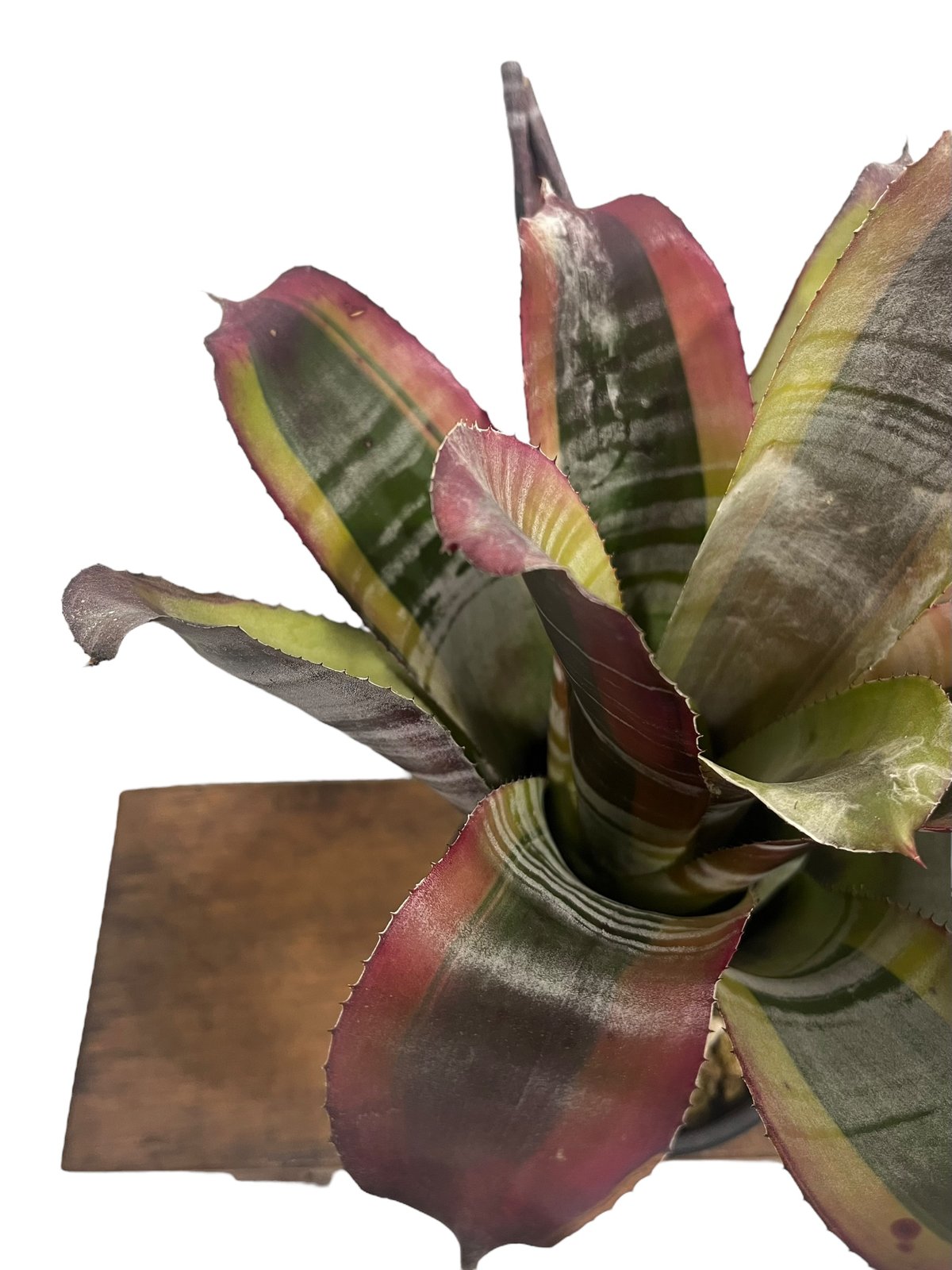 エクメア オットー 「Aechmea Otto」65U | SHOUCHIKUEN