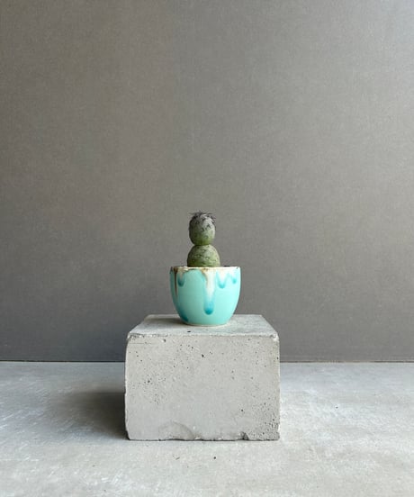 CATEGORY サボテン | SHOUCHIKUEN