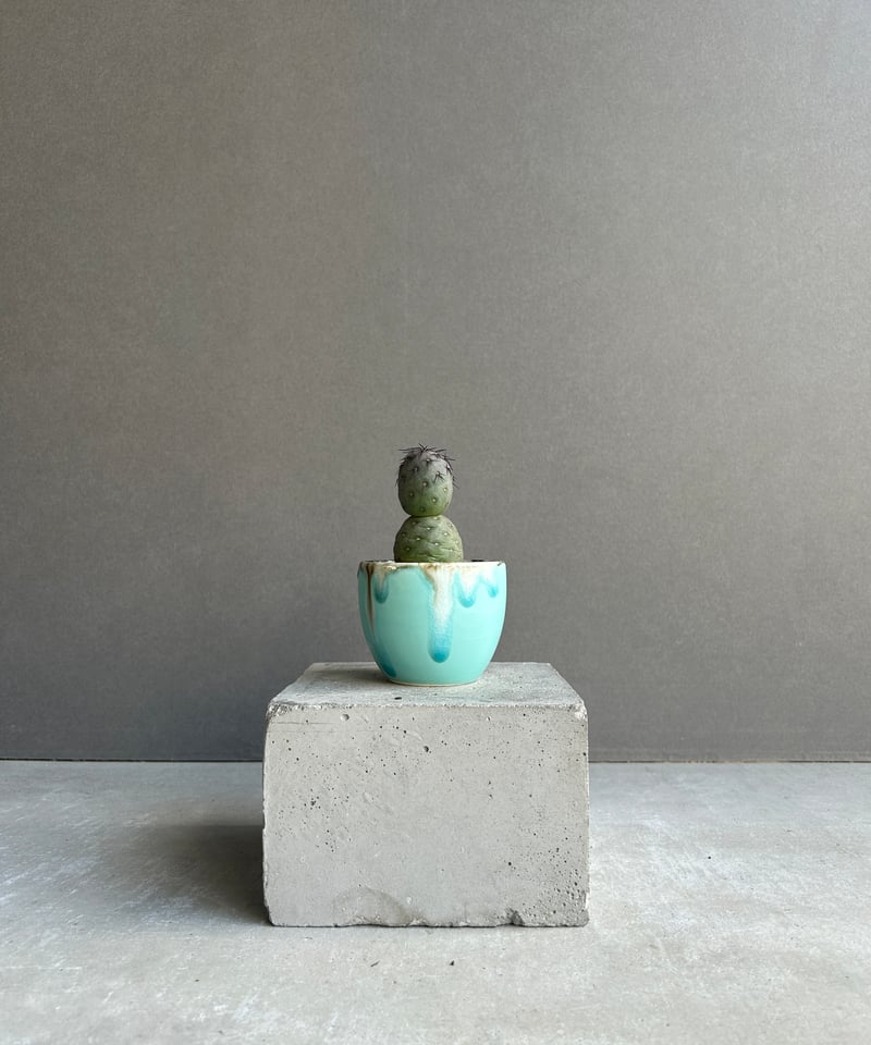 テフロカクタス ゲオメトリクス+ YON-HACHI 「Tephrocactus geomet