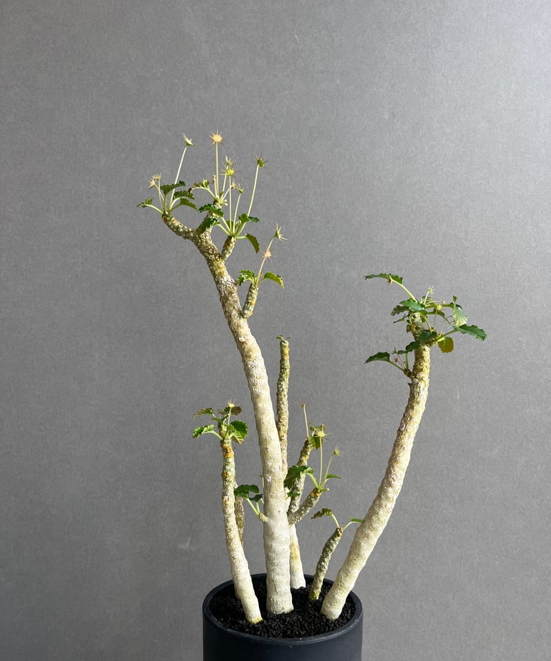 ドルステニア ジプソフィラ x ホルウッディ「Dorstenia gypsophila x h
