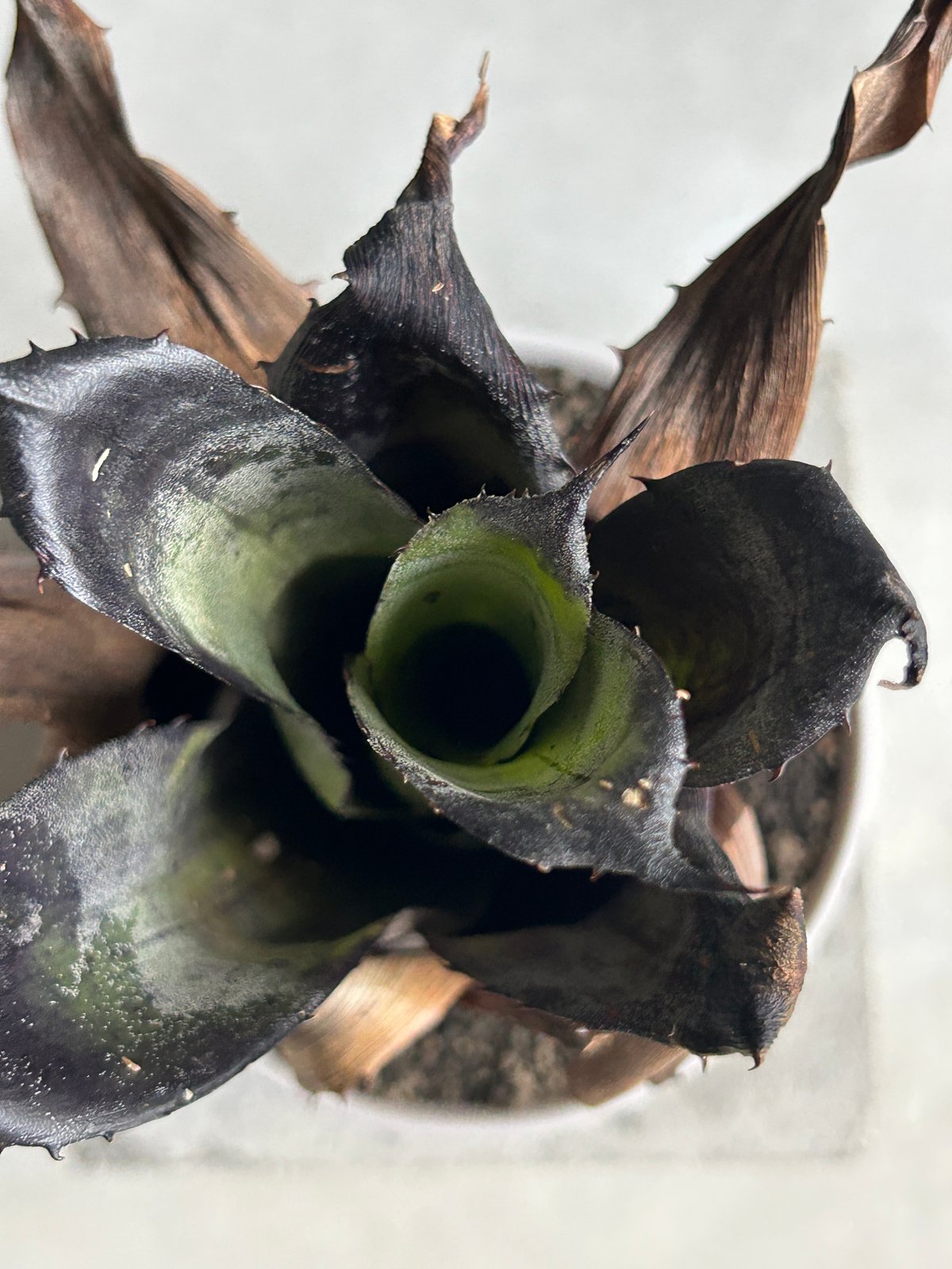 ホウイトフレア　　　　　　　　　　　　　　　　　　　　ブラックボルト ホヘンベルギア レオポルド ホルスティ “ブラック“ + Sanna Low