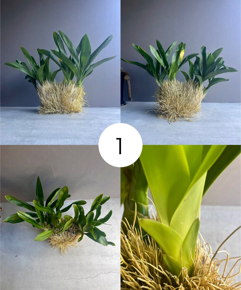 グラマトフィラム ジャイラック タイガーx エレガンス