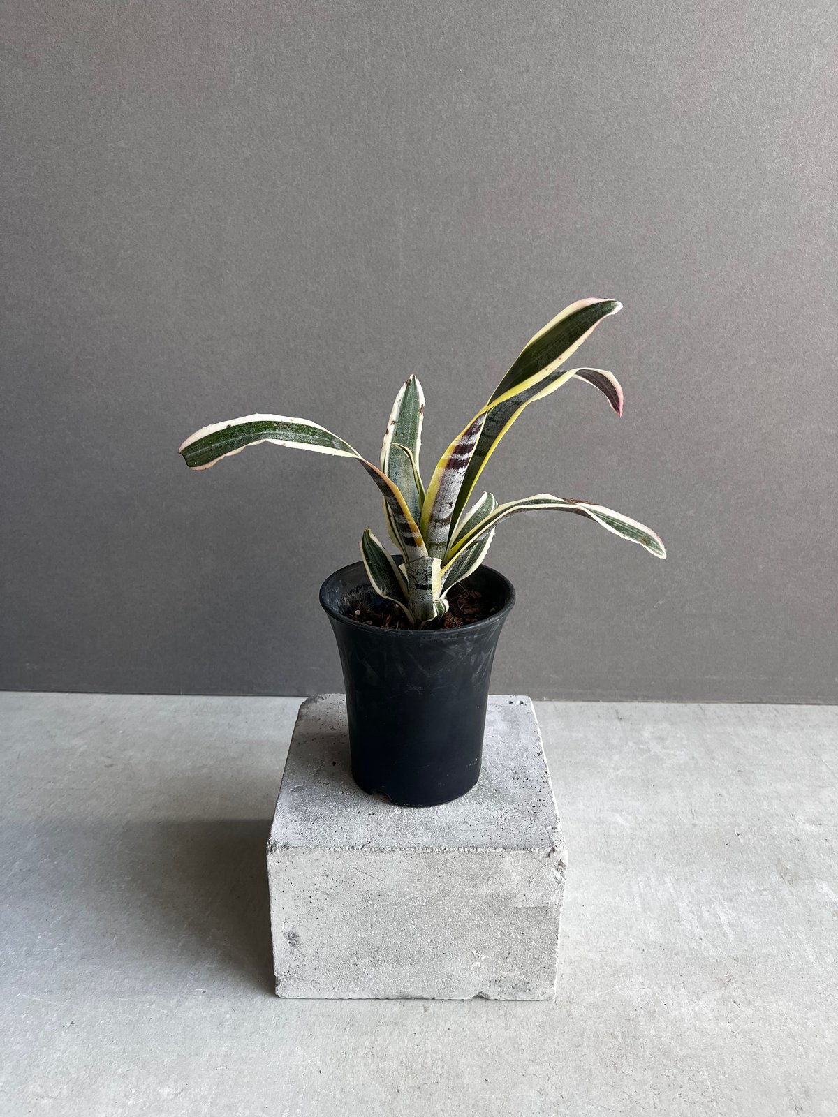 エクメア オットー 「Aechmea Otto」12A | SHOUCHIKUEN
