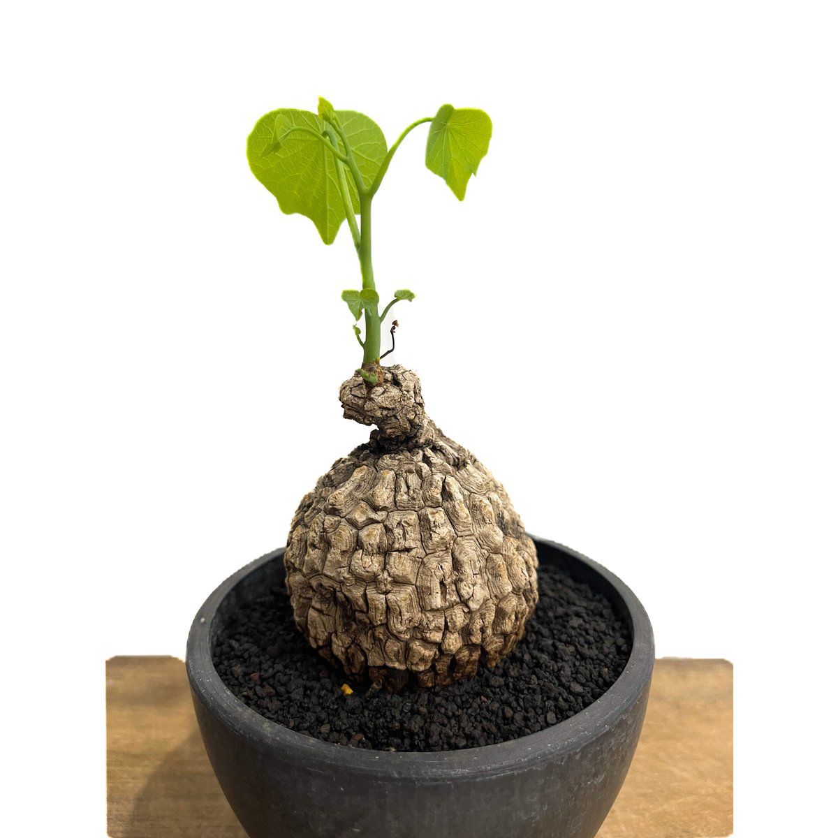 ステファニア スベローサ ”選抜個体” 「Stephania suberosa」6/20-80