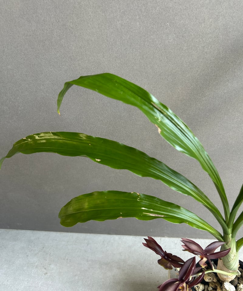 カタセタム ライアン ハリントン「Catasetum Ryan Harrington」27G