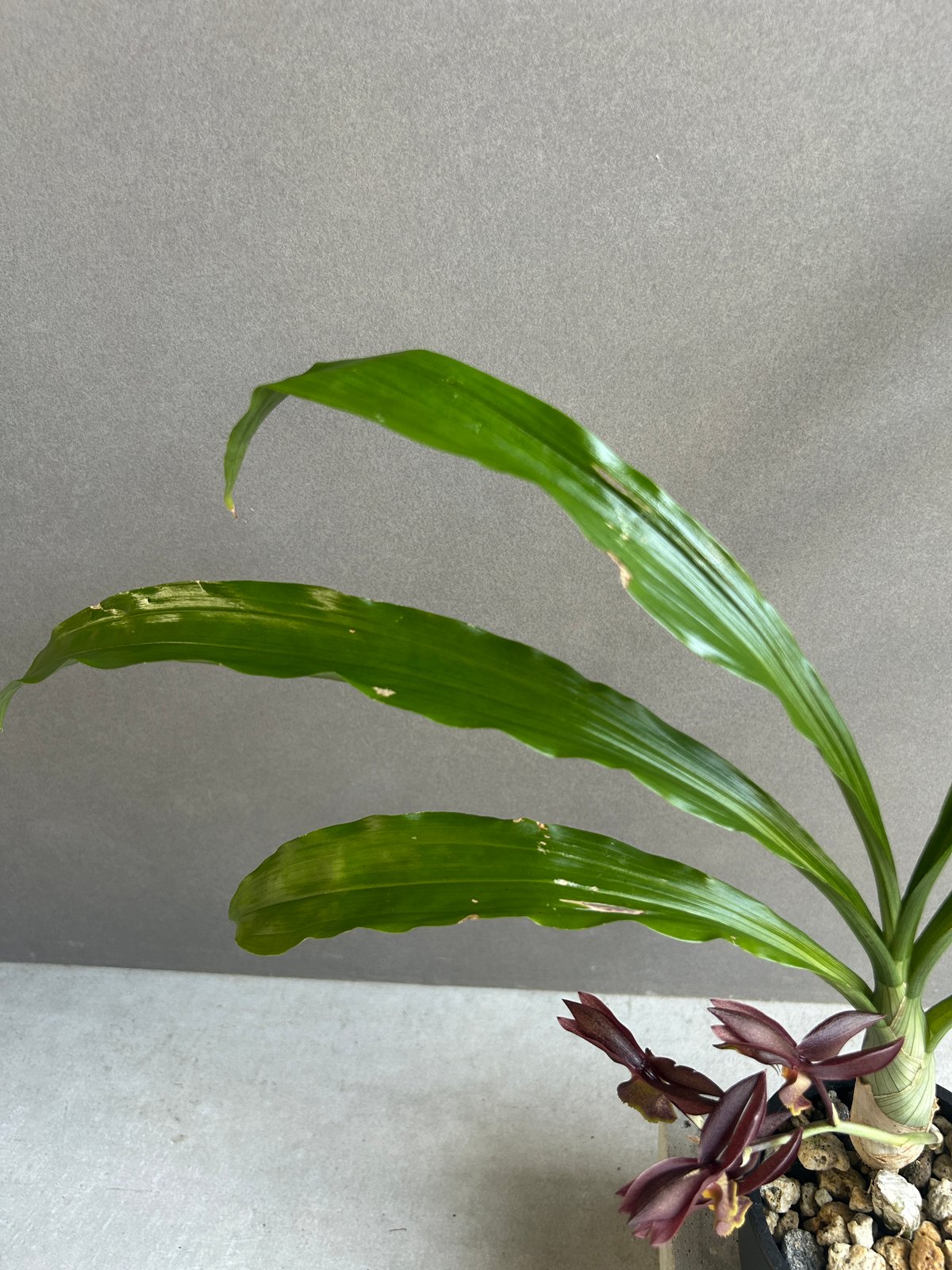 カタセタム ライアン ハリントン「Catasetum Ryan Harrington」27G