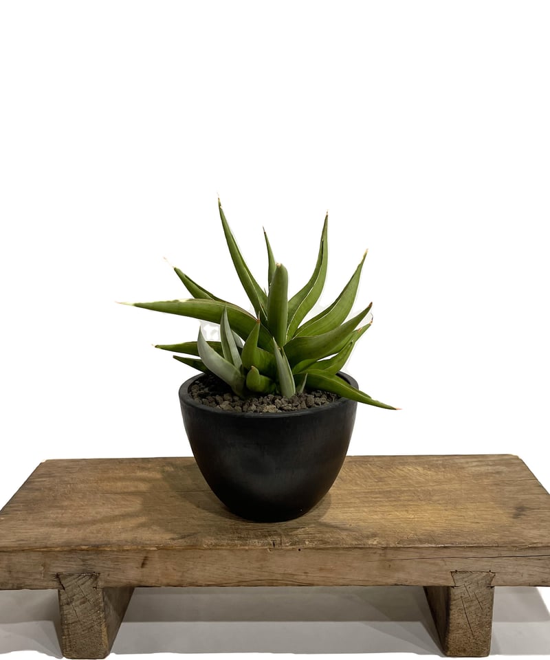 サンスベリア Sansevieria Sandee B サンスベリア Sansevieria Sandee B