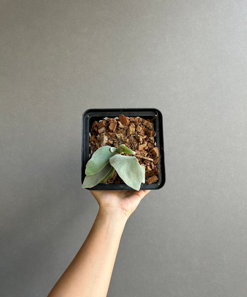 ビカクシダ ベイチー ノーシールド(ノーローブス) 子株「 Platycerium