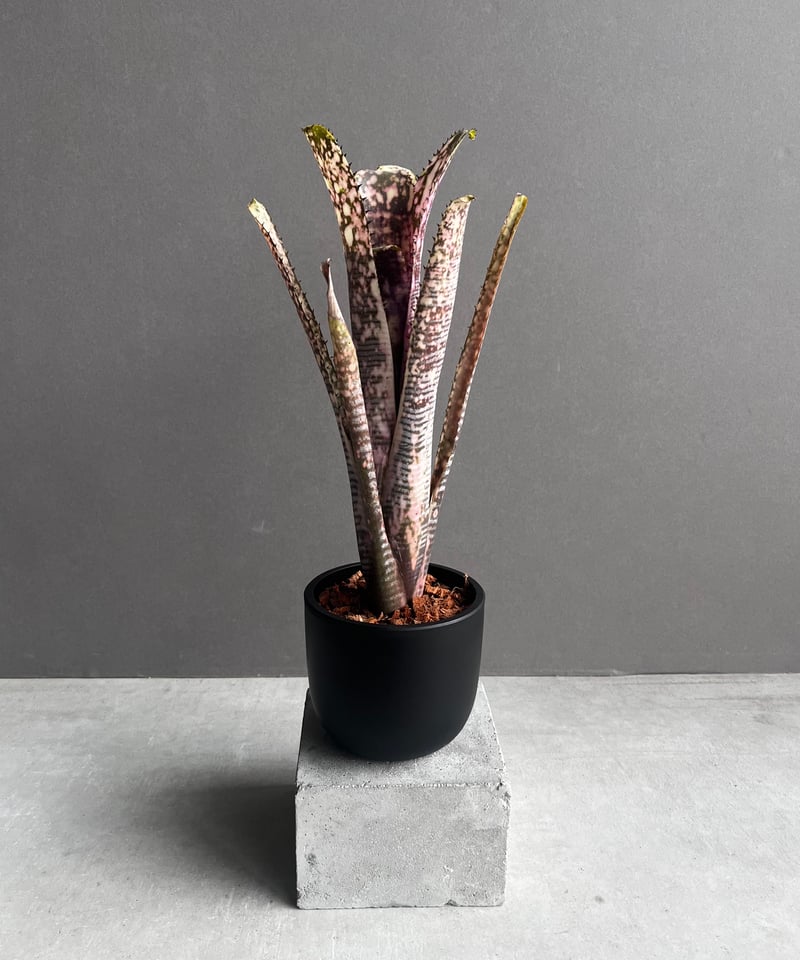 ビルベルギア トゥッティ フルッティ 「Billbergia Tuti Fruti ビルベルギア トゥッティ フルッティ 「Billbergia Tuti Fruti