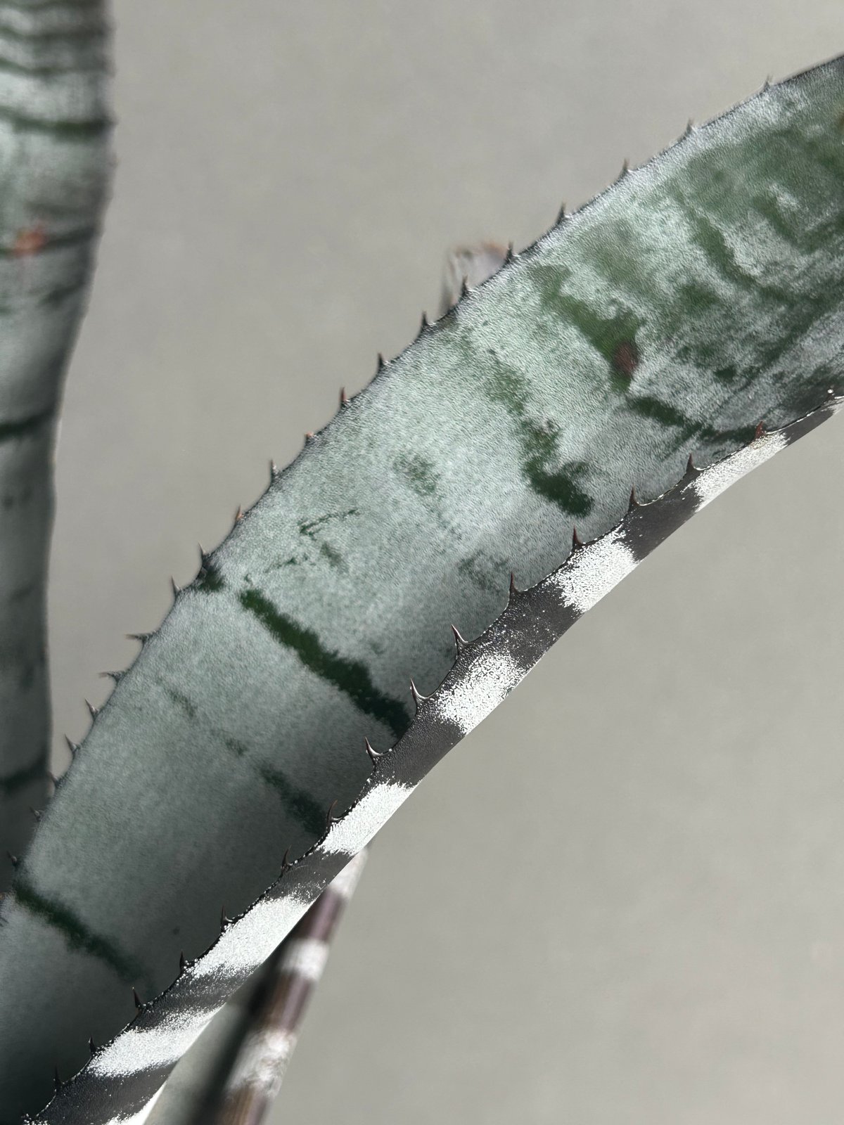 エクメア チャンティニー ブラック セレクト 「Aechmea chantinii Black