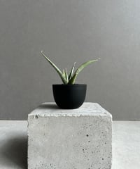 アグラオネマ サイアム ジェイド「Aglaonema Siam Jade」15F-2