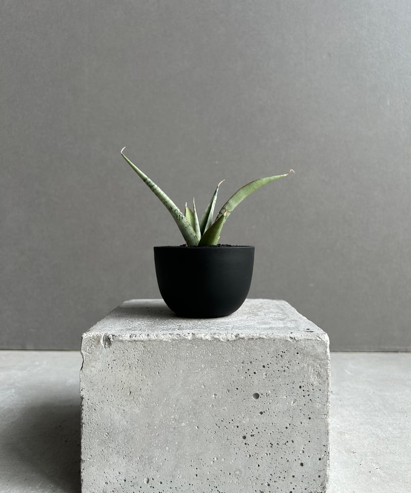 EMP サンセベリア King Fischer / SA429 サンセベリア キングフィッシャー「Sansevieria Kingfisher」51I S