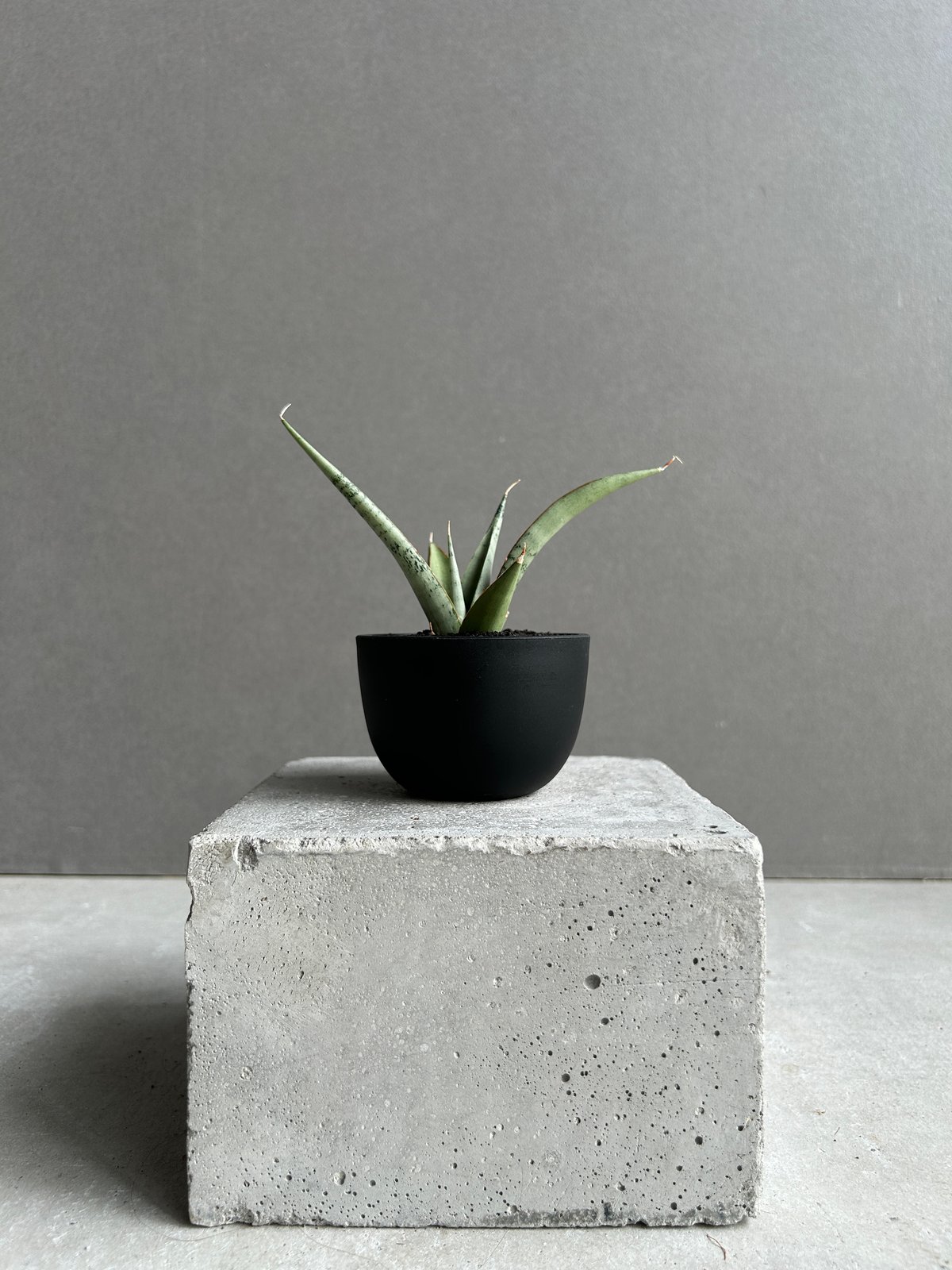 EMP サンセベリア King Fischer / SA429 サンセベリア キングフィッシャー「Sansevieria Kingfisher」51I S
