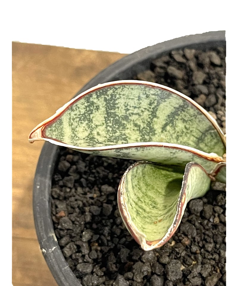 Sanevieria sp. Puntland,near Eyl Somalia ES 140