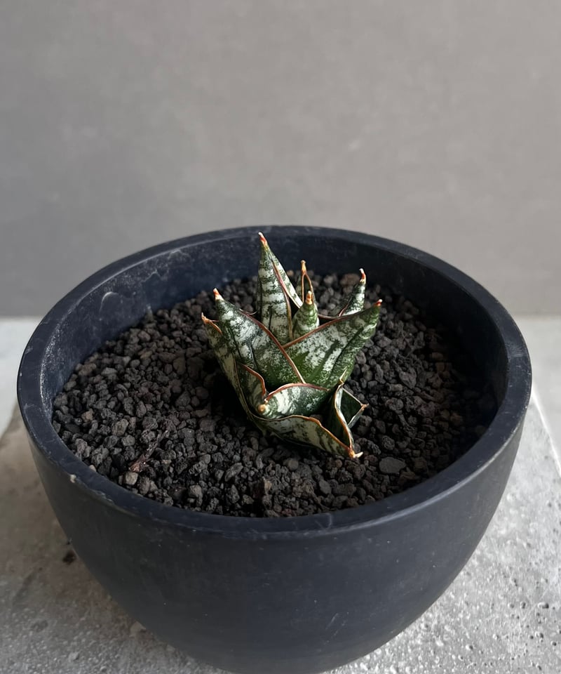サンセベリア ニラパット(ドワーフ) 「Sansevieria Nilaphat (by Un
