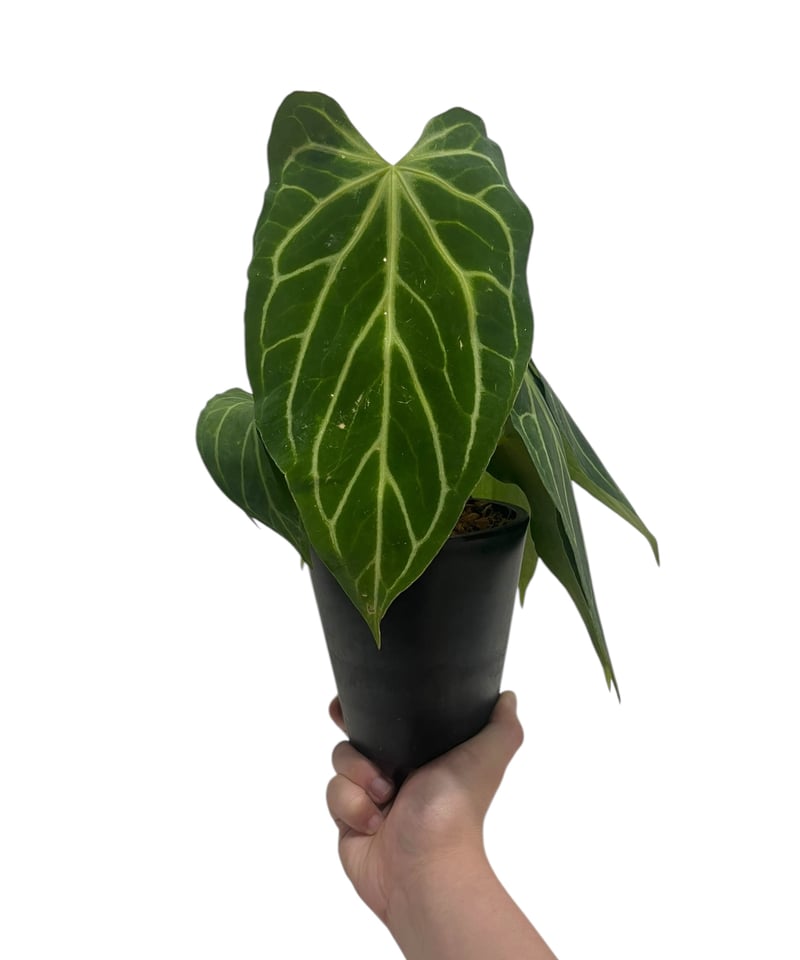 アンスリウム シルバーホープ Anthurium Silver hope fit=scale-down,w=1200