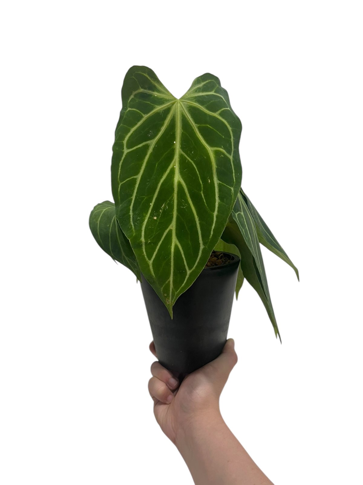 アンスリウム クリスタリナム x シルバー ホープ 「Anthurium