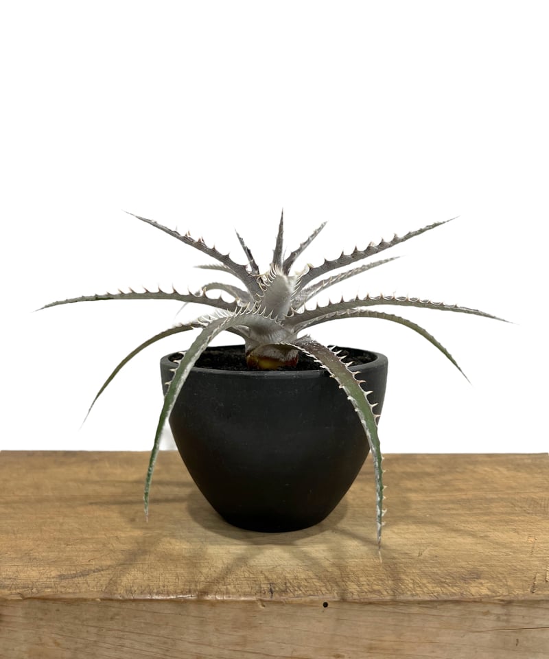 ディッキア フレディクルーガー x サムライ「Dyckia Freddy
