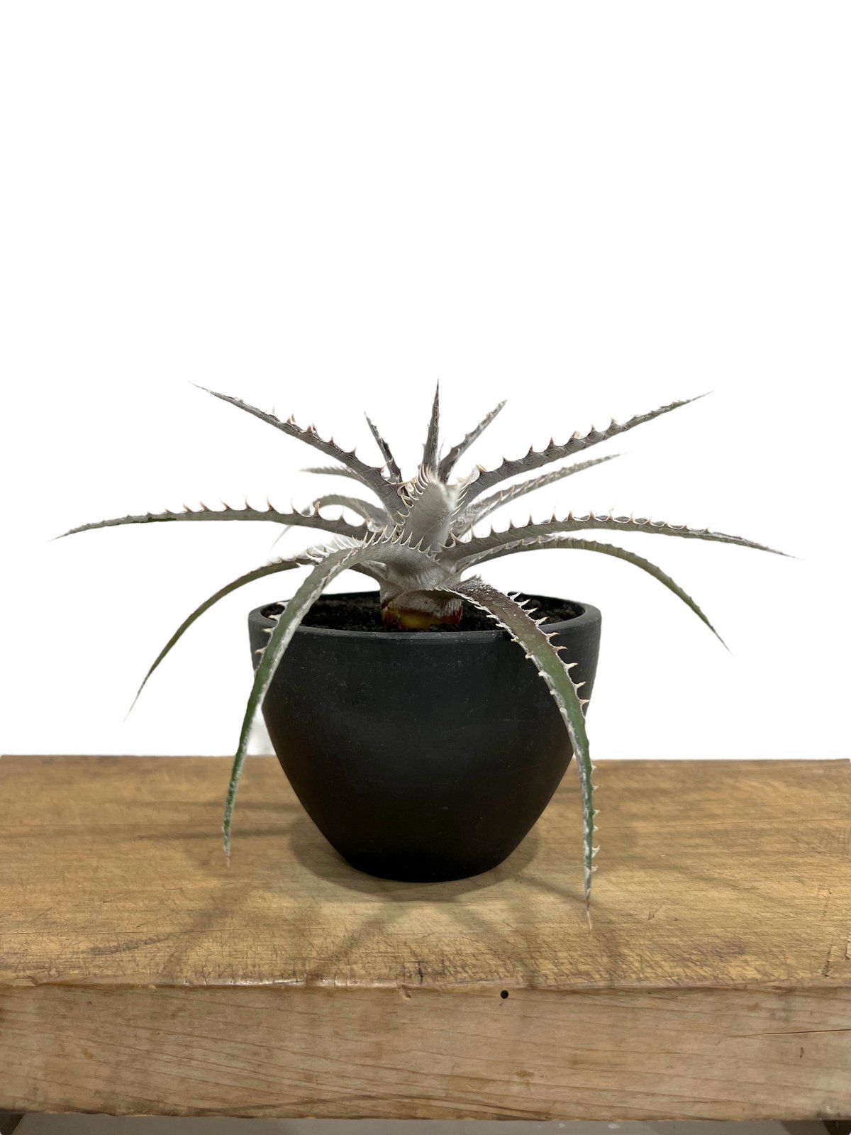 Dyckia 'Samurai' (ディッキア サムライ) | ~龍の巣窟~