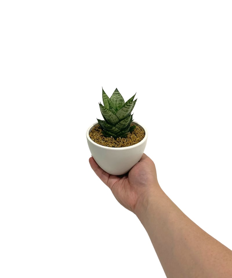 サンセベリア エーレンデル 「Sansevieria Ehrendel」14P | SHOUC