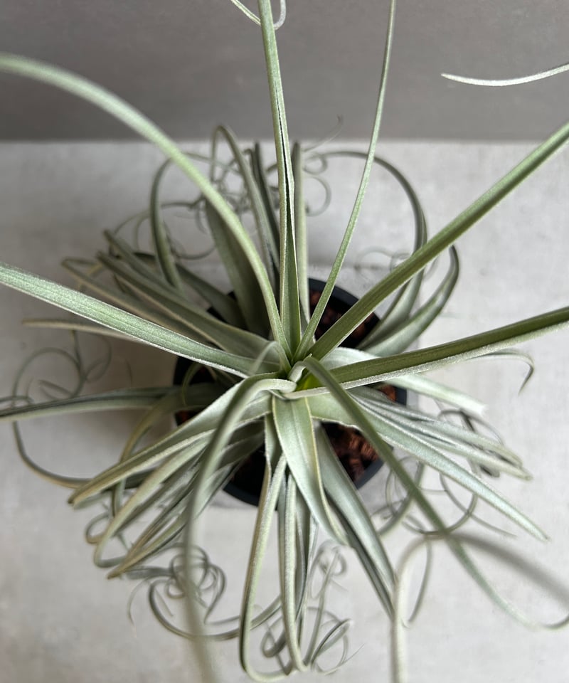 ティランジア ドゥラティ x ストリクタ 「Tillandsia duratii x