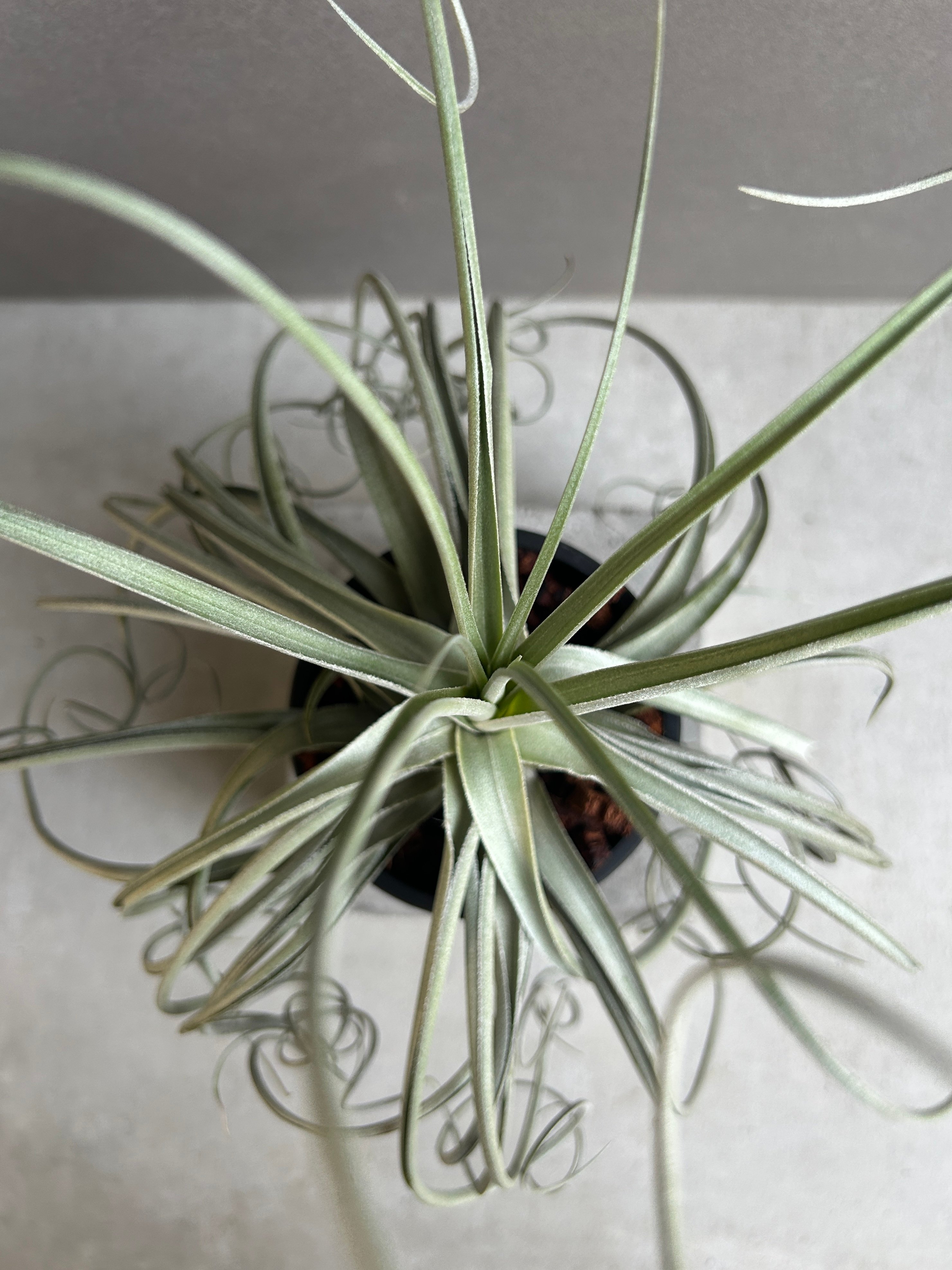 Tillandsia duratii x streptcarpa ティランジア ティランジア ドゥラティ x ストリクタ 「Tillandsia duratii x stri