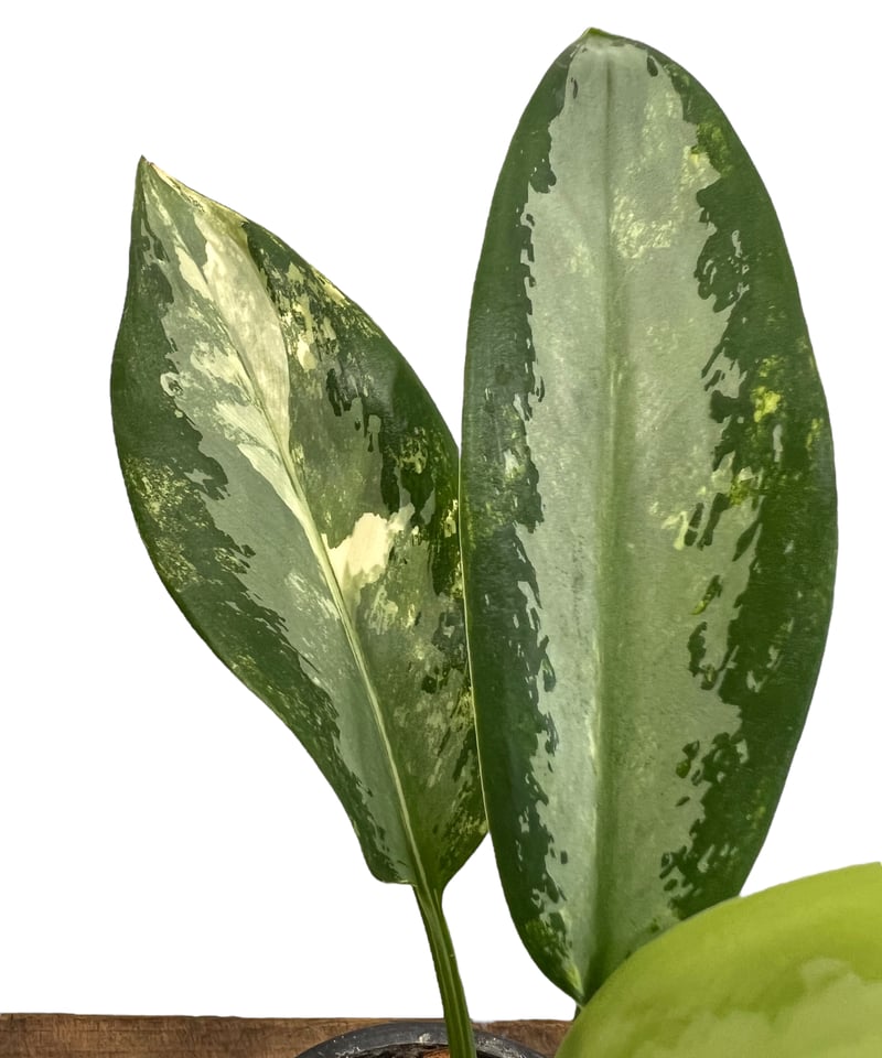アグラオネマ スワンナプーム 「Aglaonema Suvarnabhumi 」89S | S